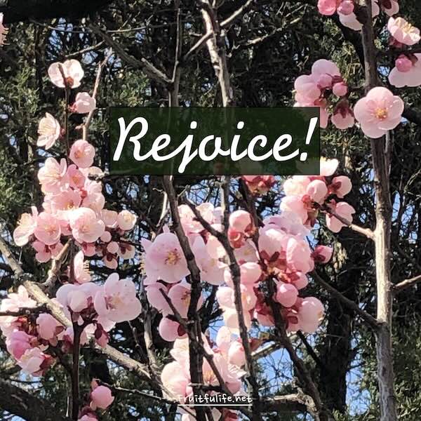 기뻐하라에 관한 성경구절