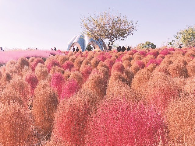 댑싸리 하늘공원